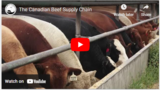 The Canadian Beef Supply Chain