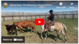 September: Pre Weaning Vaccinations for Calves