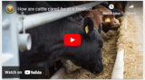 How Are Cattle Cared for at a Feedlot?