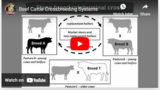 Beef Cattle Crossbreeding Systems