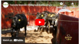 Temple Grandin Designed Cattle Chute At Texas Tech Research Facility