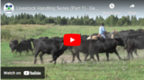 Livestock Handling Series (Part 1) - General Cattle Behaviour