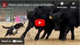 Watch cattle dogs in action at Southern Farm Show