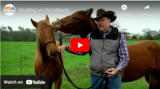 Herding on Horseback