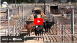 Loading for Shipment - Livestock Handling Practices for Marketing Centre Staff