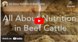 All About Nutrition in Beef Cattle