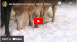 Winter Grazing Systems: Winter Watering