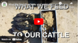 What We Feed Our Cattle - A Comprehensive Look