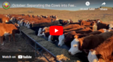 October: Separating the Cows into Feeding Groups