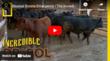 Bloated Bovine Emergency | The Incredible Dr. Pol