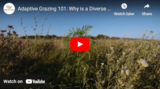 Adaptive Grazing 101: Why is a Diverse Pasture a Good Investment?