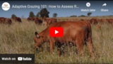 Adaptive Grazing 101: How to Assess Rumen Fill and Animal Health on Pasture