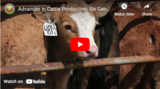 Advances in Cattle Production: Six Generations