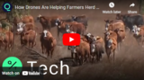 How Drones Are Helping Farmers Herd Cattle in Australia