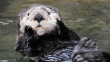 Super Sea Otters: An Interactive Story Map