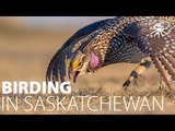 Saskatchewan Birding Tours with Stan Shadick