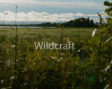 Indigenous Saskatchewan | Wildcraft: Foraging the boreal forest