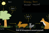 Flow of energy and matter through ecosystems