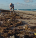 Albatrosses are Ingesting Plastic - Blue Planet II: Episode 7