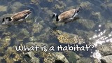 What is a Habitat?