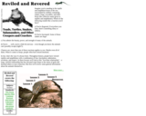 Reviled and Revered: Toads, Turtles, Snakes, Salamanders, and Other Creepers and Crawlers