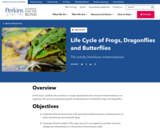Life Cycle of Frogs, Dragonflies and Butterflies