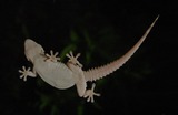 How does a gecko climb?
