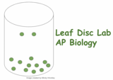 Photosynthesis Leaf Disc Lab