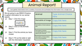 Animal Report