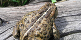 Boreal Toads