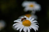 Bees and Pollination