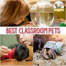 Class Pet Persuasive Essay