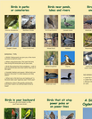 Ogden Nature Center: Bird ID Guide