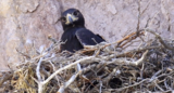 Phenomena Videos: Desert Eagles