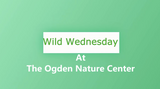 Wild Wednesdays: Frogs and Toads