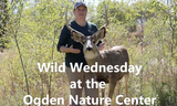 Wild Wednesdays: Mammal Mania