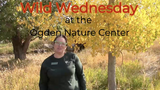 Wild Wednesdays: Nature's Natural Timekeepers