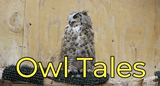 Ogden Nature Center: Owl Tales Virtual Field Trip