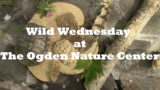 Wild Wednesdays: Patterns in Nature