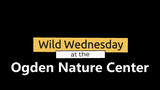 Wild Wednesdays: The Pond and Beyond