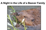 Beaver Story - 2nd Grade Lesson Download