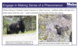 SEEd 6.4.3 What role do black bears play in forest food webs?