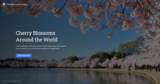 Cherry Blossoms Around The World