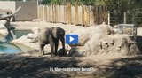 Phenomenon: Elephant Dirt Bath