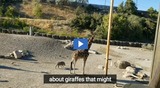 Phenomenon: Giraffes