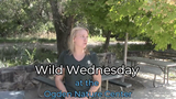 Wild Wednesdays: Seed Adventures