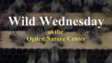 Wild Wednesdays: What's the Buzz?
