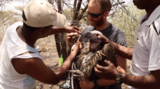Phenomena Videos: Vanishing Vultures