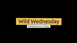 Wild Wednesdays: Veteran's Day Program