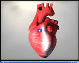 Bones and Muscles: Cardiac muscle video clip